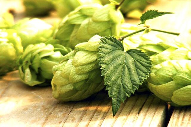 hops cones to increase breast size